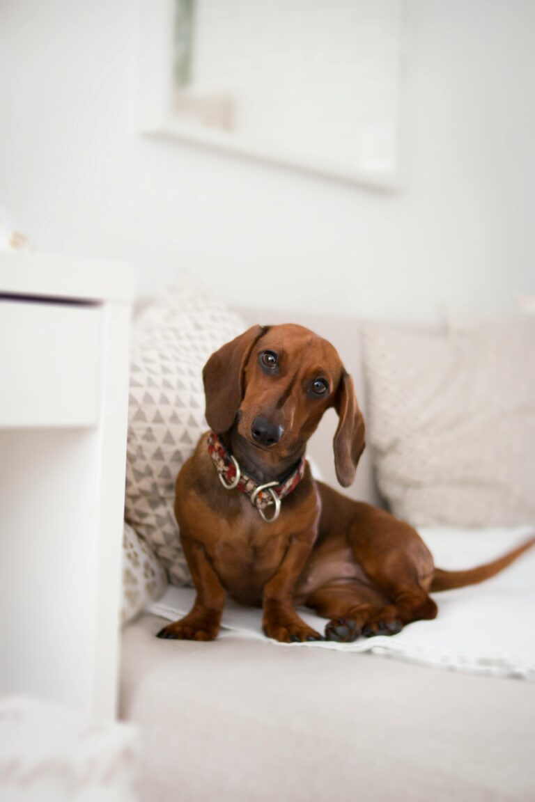 Dachshund Home Decor That Doesn’t Scream ‘Dog Person’ — 10 Pieces That Actually Look Good