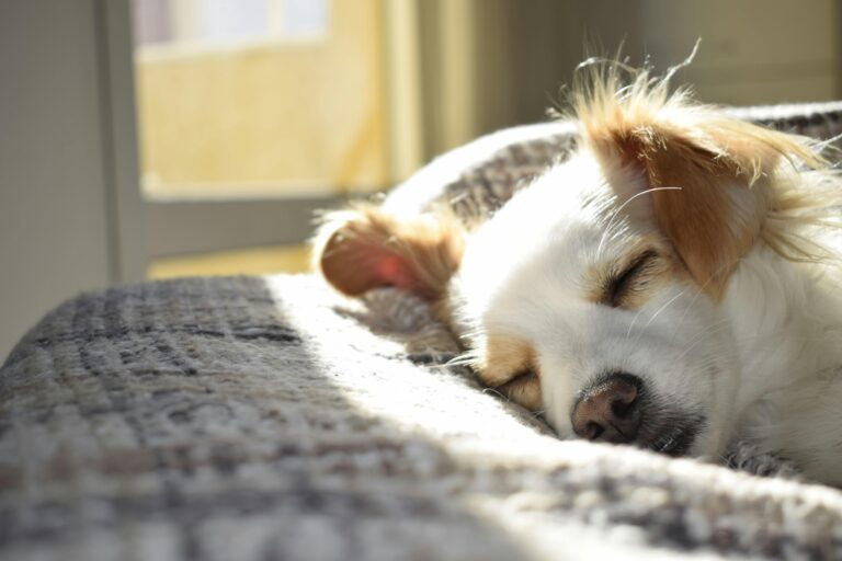Golden Retriever Owner Gift Guide 2026 — Home Decor for People Covered in Gold Hair