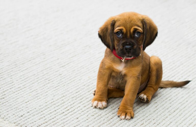 Best Gifts for Dog Owners 2026 — Breed-Specific Home Decor They’ll Actually Keep